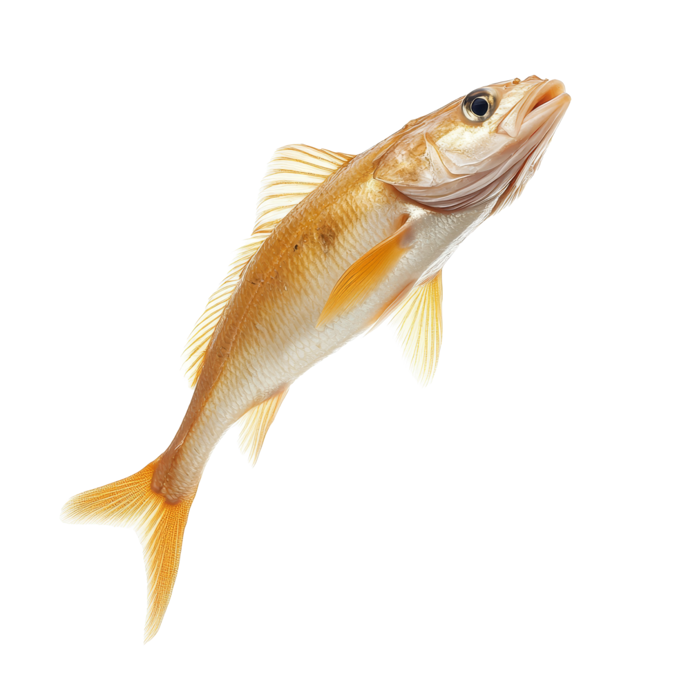 A fish leaping gracefully through the air above a plain transparent background during a dynamic underwater moment, Leaping Fish in Midair on transparent background png