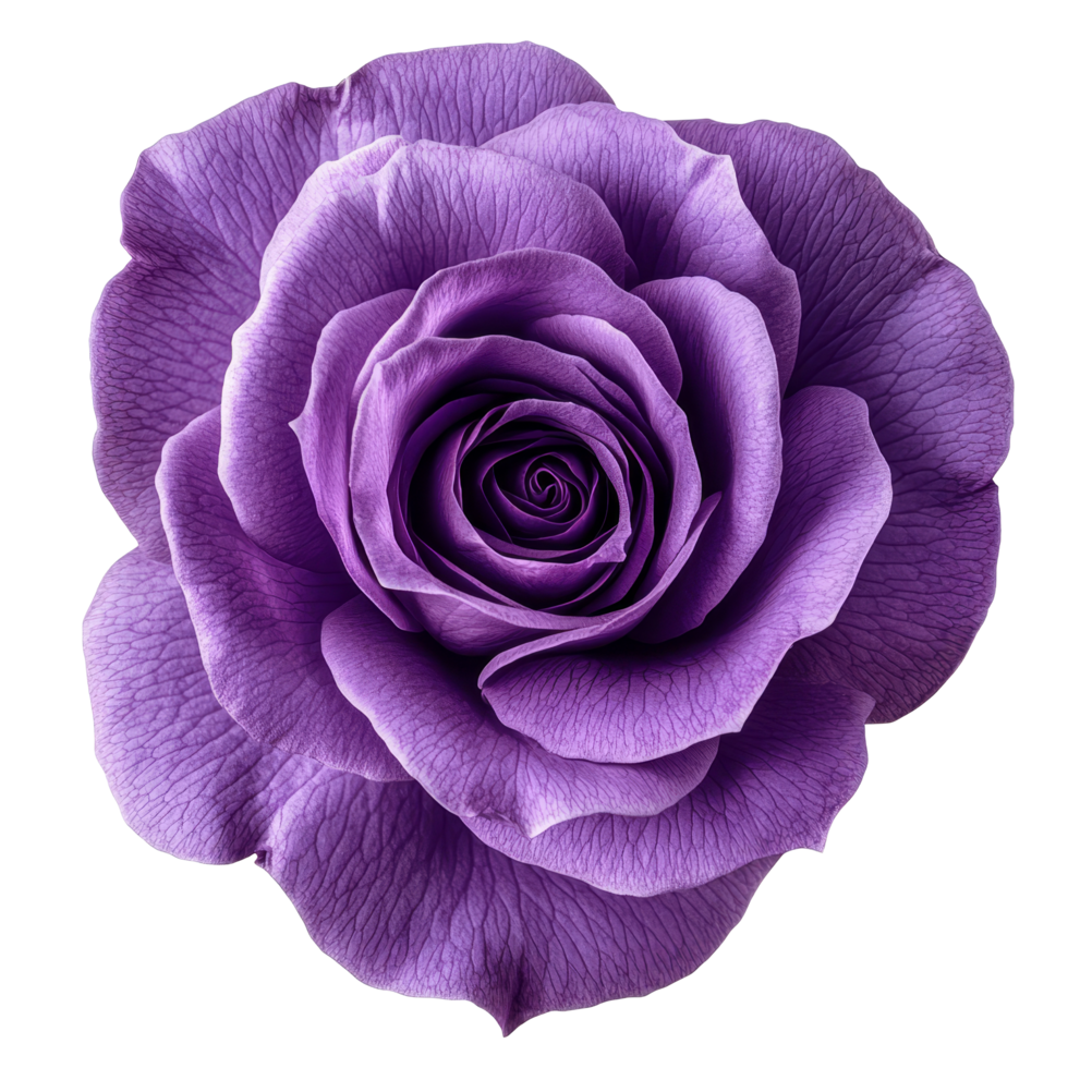 Violet rose with a delicate single petal isolated on a clean transparent background in soft natural lighting, Isolated violet rose with single petal on transparent background or transparent background png