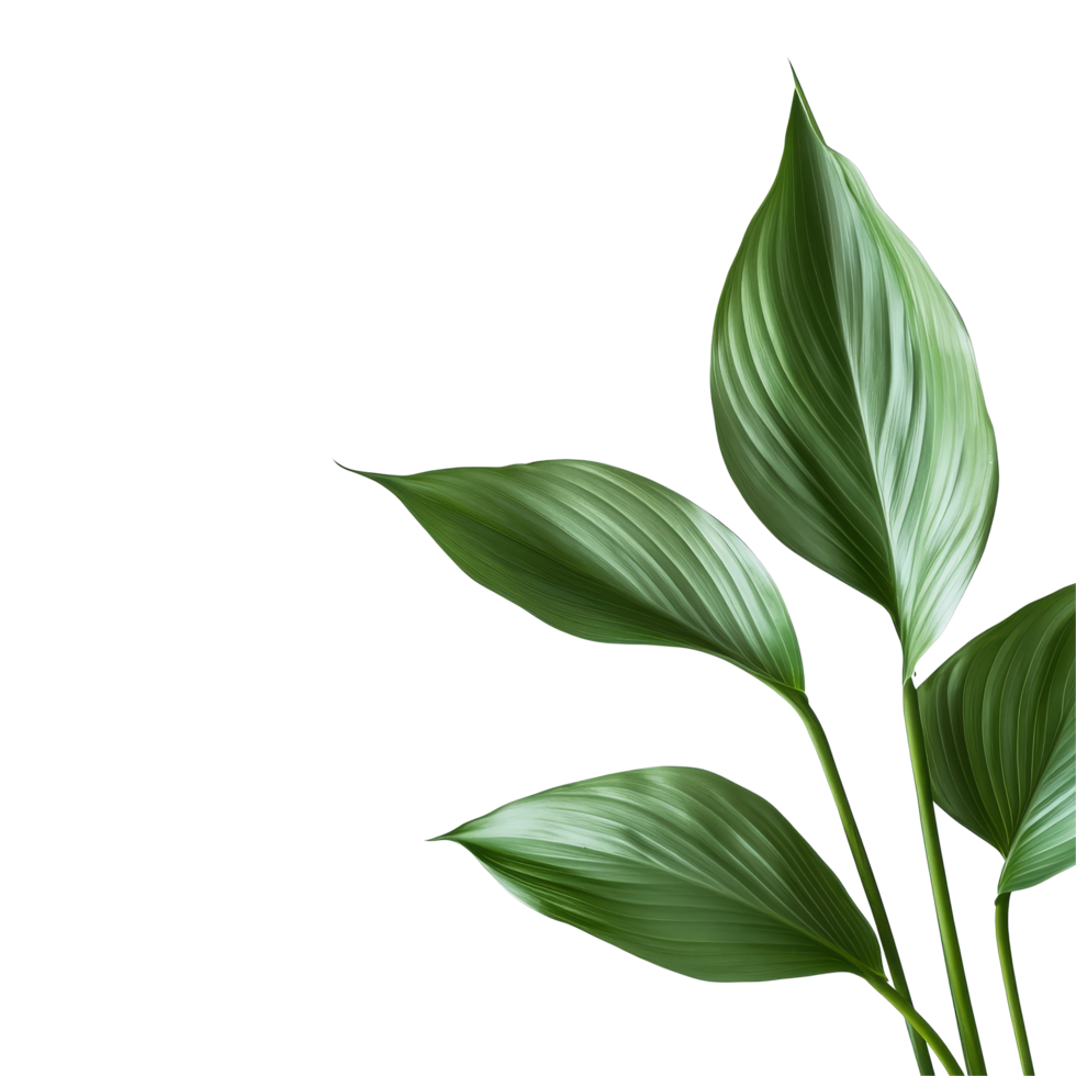 Vibrant green tropical lily leaves against a clean transparent background showcasing natures beauty and tranquility, tropical nature green lily leaf on transparent backgroundfile png