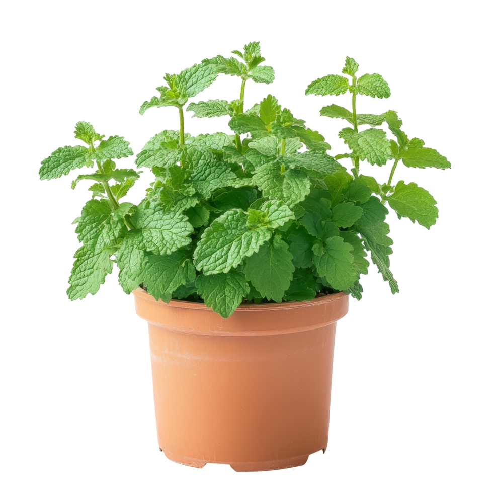 Lemon balm growing in a terracotta pot against a transparent background, showcasing its vibrant green leaves, Medicinal plants lemon balm in a pot on a transparent background png