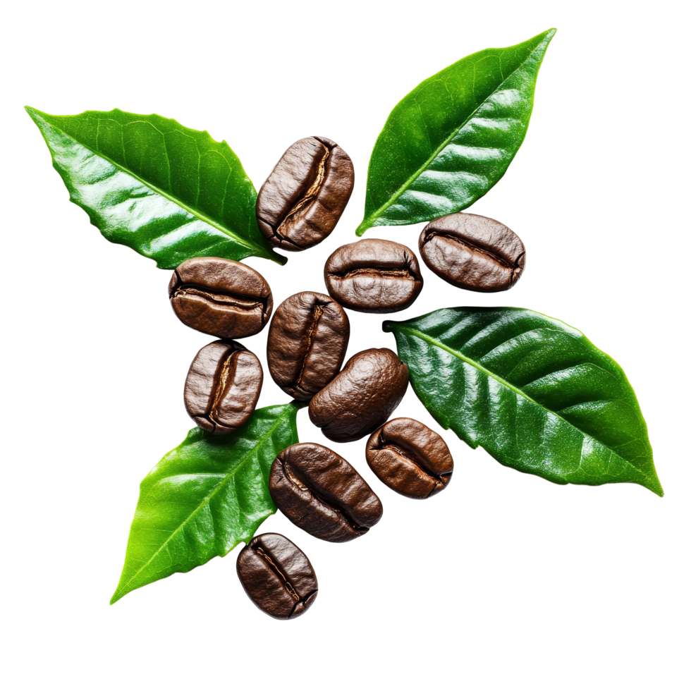 Coffee beans with green leaves arranged artistically on a transparent background showcasing their natural beauty and organic essence, coffee beans with leaves isolated on transparent background png