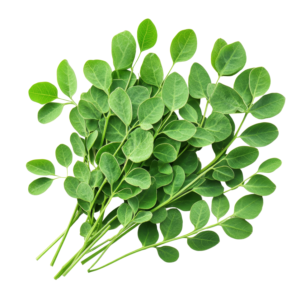 Fresh moringa leaves arranged thoughtfully on a transparent background showcasing their vibrant green color and unique shape, Moringa leaves on transparent background png