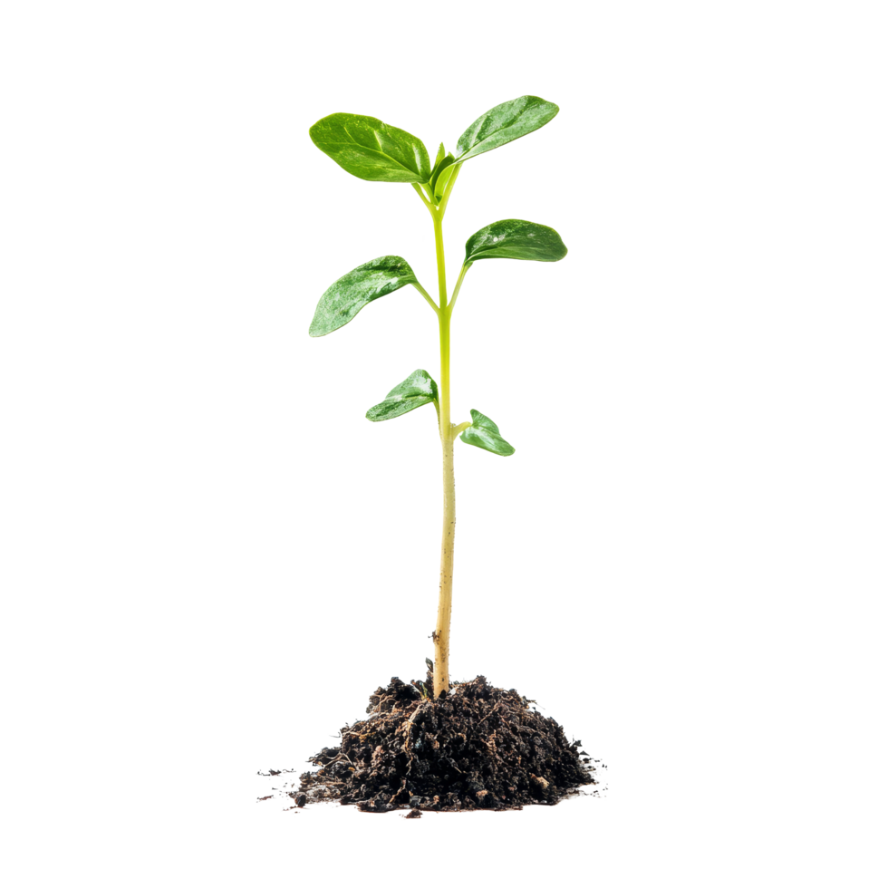 A young green sprout emerging from rich soil against a clean transparent background, sprout on transparent background png