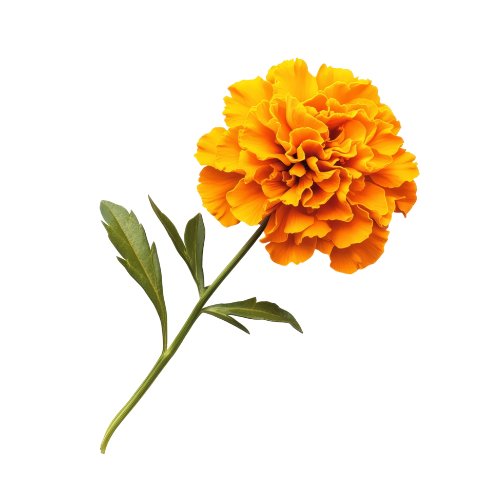 Bright marigold flower with vibrant orange petals against a clean transparent background highlighting its natural beauty, marigold flower on transparent background png
