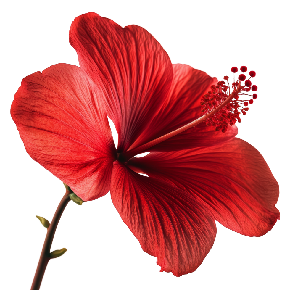 Vibrant red hibiscus flower showcasing delicate petals against a soft transparent background in natural light, red flower on transparent background png