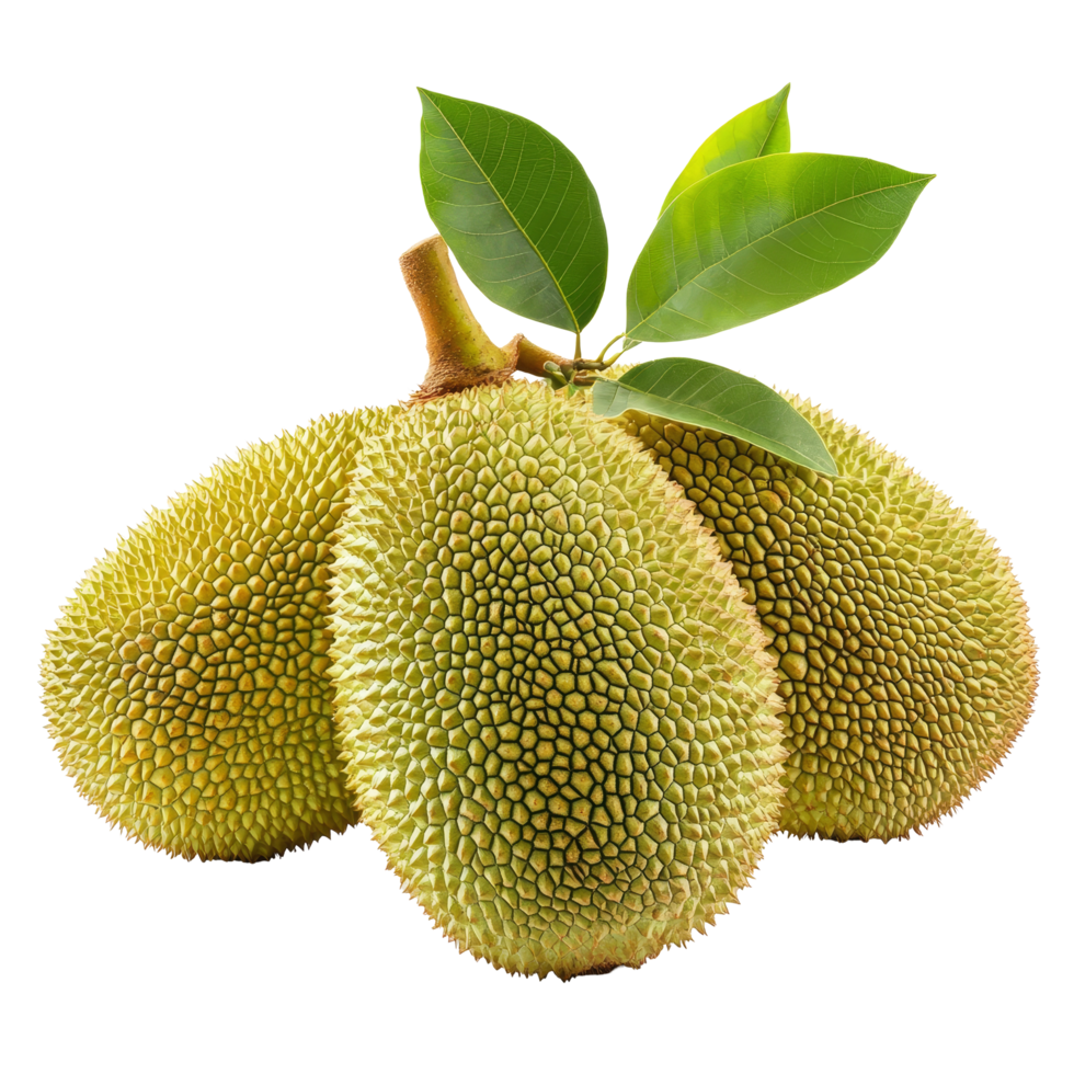 Fresh jackfruits isolated on a transparent background showcasing their unique texture and vibrant appearance, fresh jack fruits isolated on transparent background png