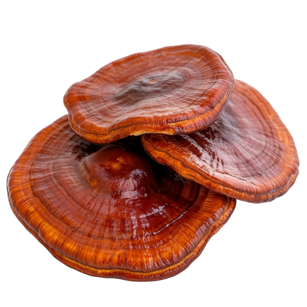 Reishi mushrooms Ganoderma lucidum stand out against a transparent background, highlighting their glossy caps and colors, reishi mushroomGanoderma lucidum isolated on transparent background png