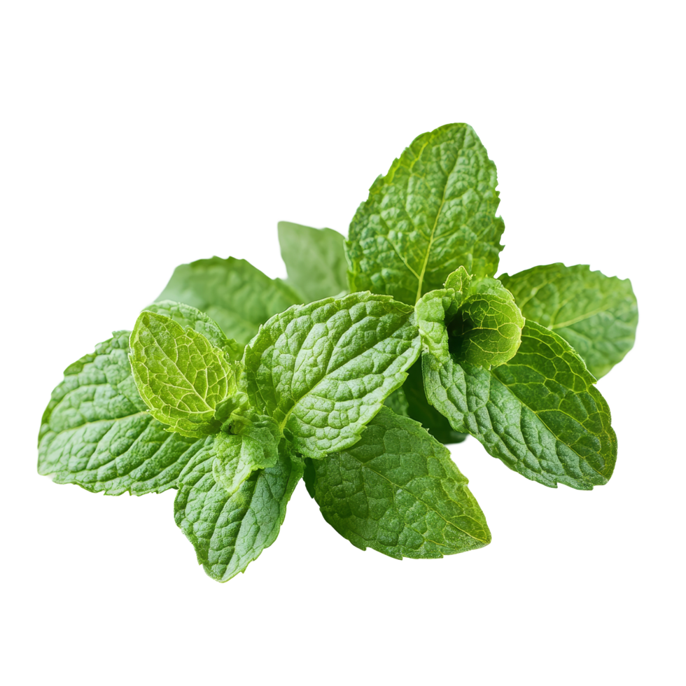 Fresh mint leaves with a vibrant green color isolated on a transparent background for culinary uses and decoration, Fresh mint full depth of field isolated on transparent background png