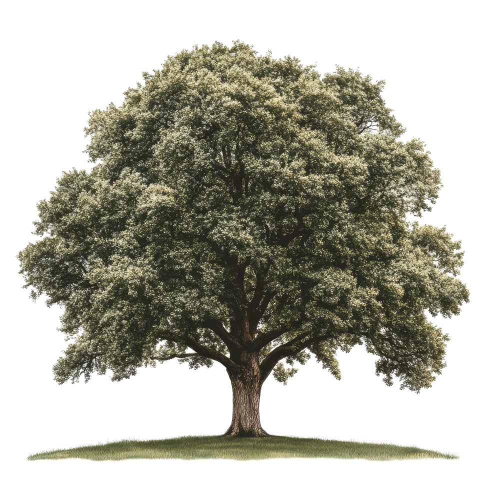 A majestic oak tree with lush green foliage stands prominently against a transparent background, Oak tree transparent background png