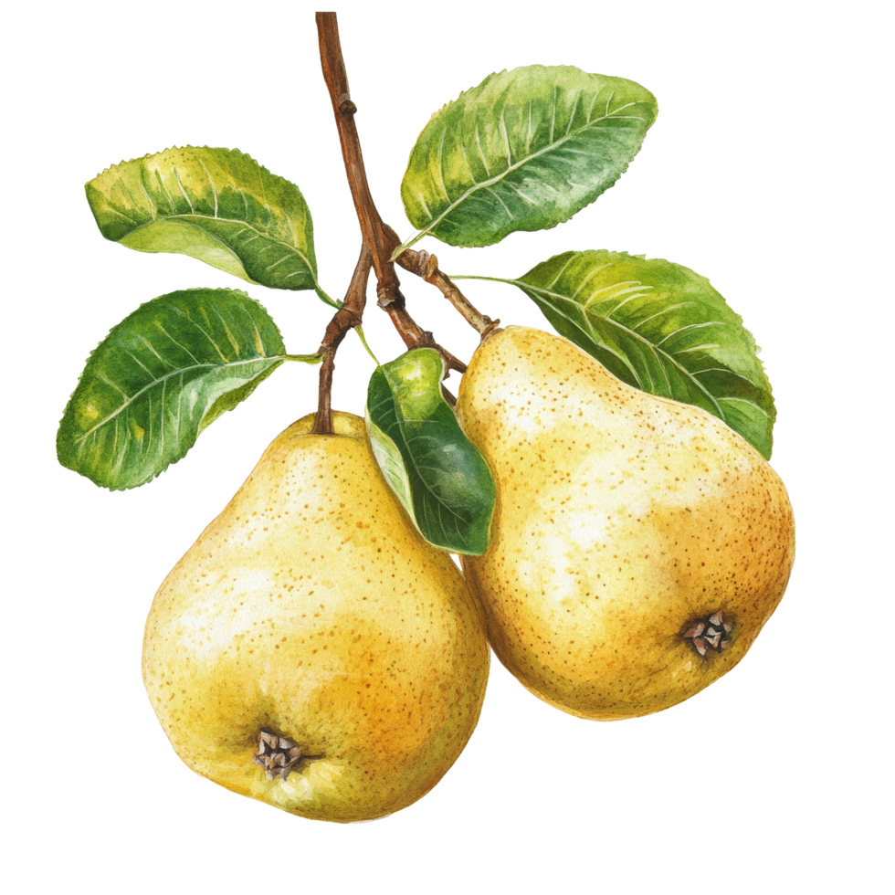 A detailed illustration of Chinese fragrant pears hanging on a branch with vibrant green leaves against a bright transparent background, Chinese fragrant pear on transparent background png