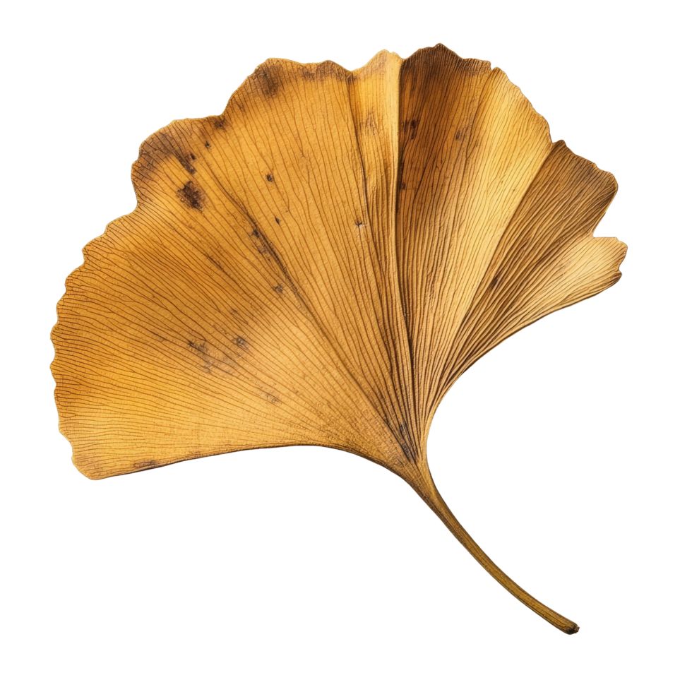 Dry ginkgo biloba leaf resting on a pure transparent background highlighting its unique shape and texture, Dry ginkgo biloba plant leaf on a transparent background png
