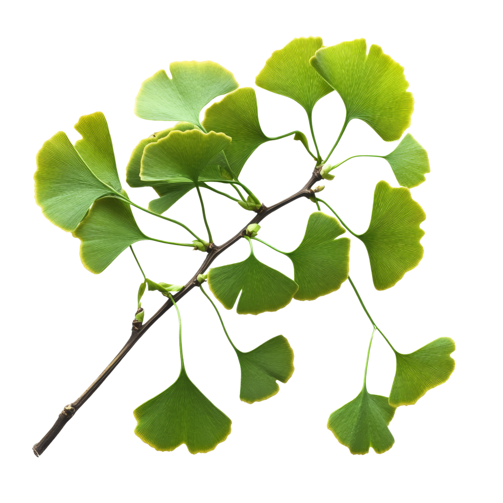 Ginkgo biloba branch with bright green leaves on a clean transparent background showcasing its unique fanshaped foliage, Ginkgo biloba plant branch on a transparent background png