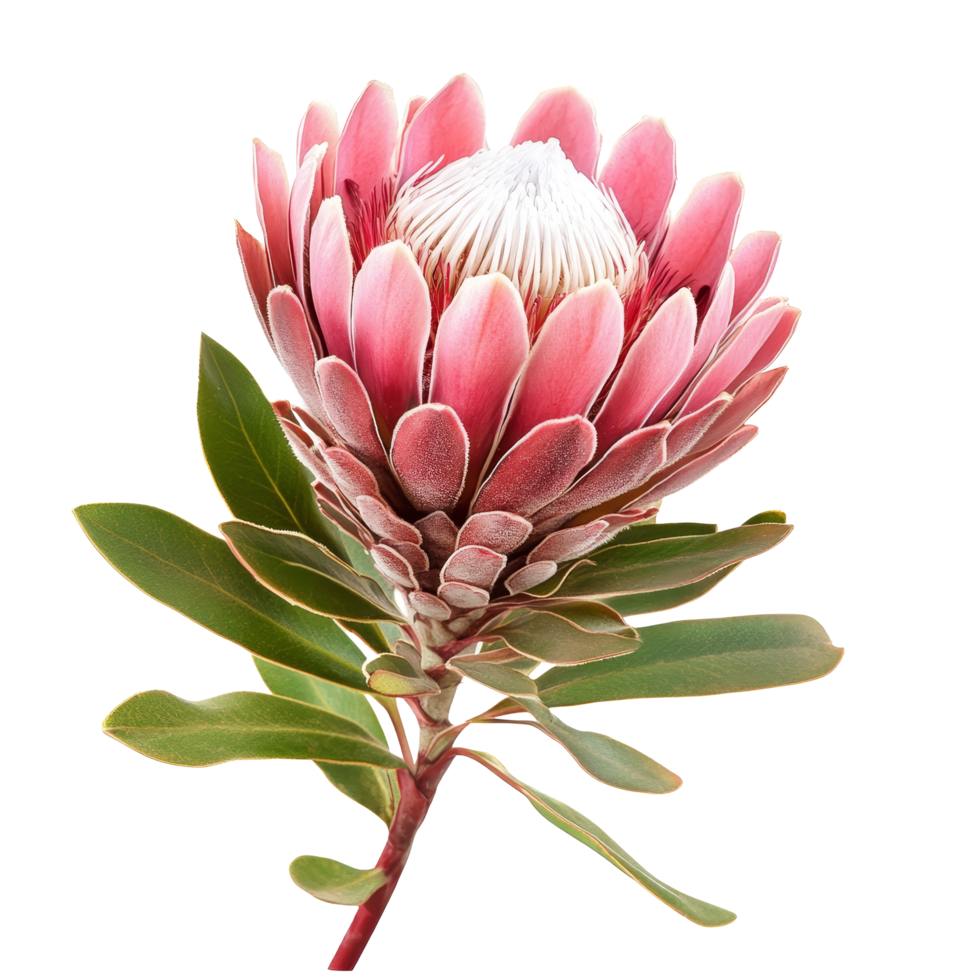 Stunning protea flower isolated on a transparent background showcasing its vibrant colors and unique structure, protea flower isolated on transparent background png