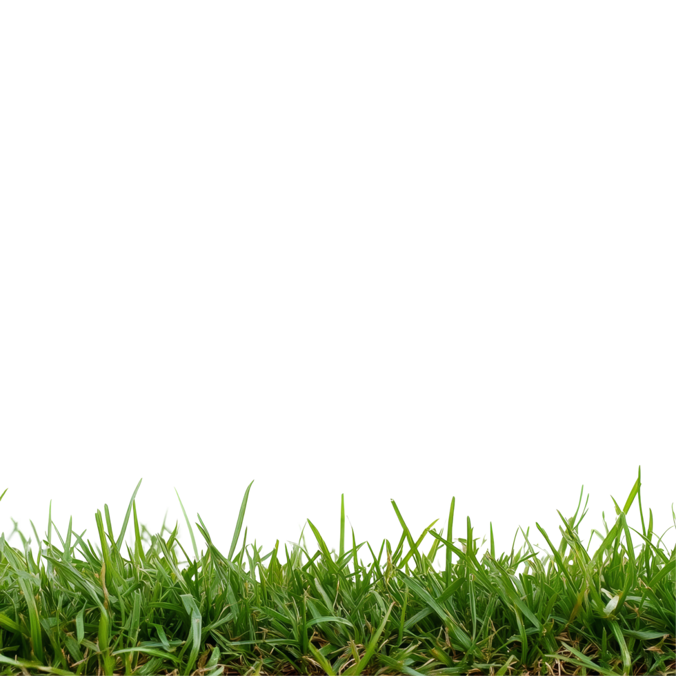 Lush bentgrass borders against a pristine transparent background showcasing vibrant green tones, Bentgrass stack border transparent background. Grass big png