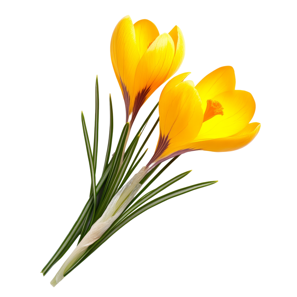 Delicate yellow crocus flowers blooming gracefully on a transparent background, celebrating early springs arrival, yellow crocus flower isolated on transparent background png
