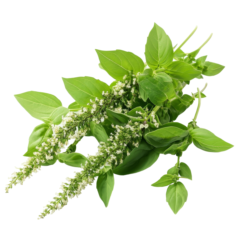 Fresh holy basil sprigs with delicate transparent flowers arranged on a clean transparent background for culinary and herbal use, Holy basil leaf isolated on transparent background png