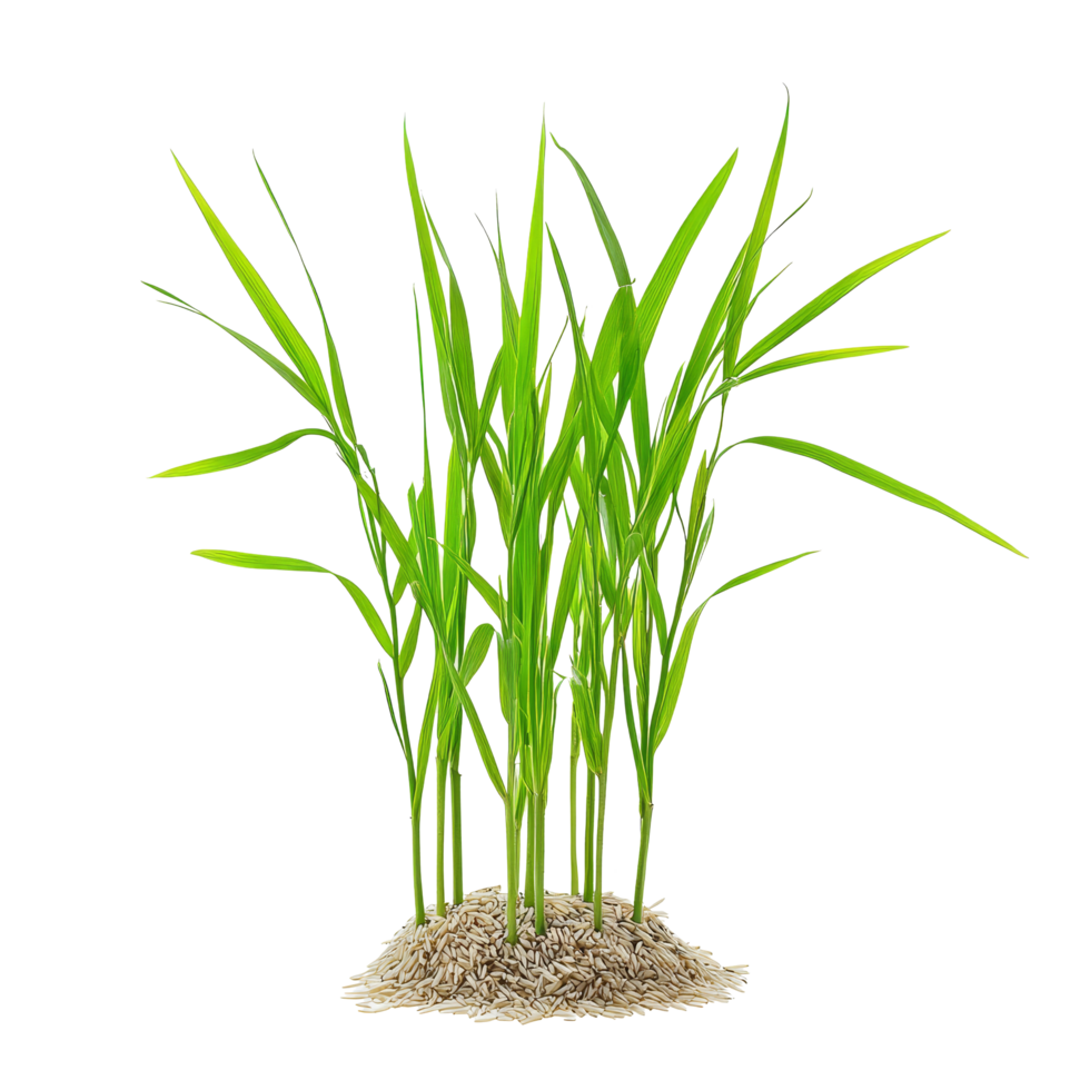 Small rice seedlings growing from soil on a transparent background representing early rice cultivation stages, Small rice plants on transparent background. Rice seedlings transparent background png