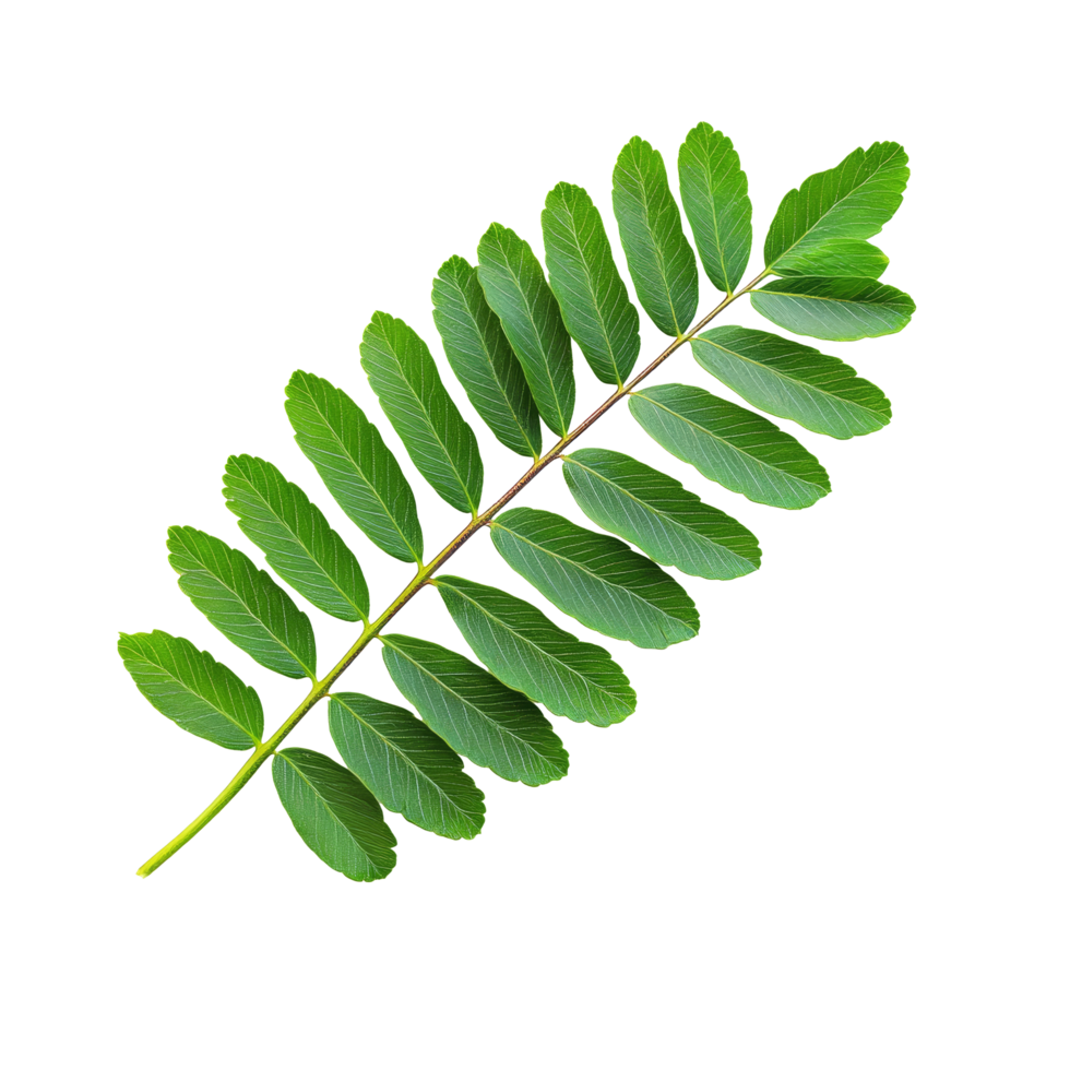 Fresh mimosa green leaves isolated against a clean transparent background for botanical study and design purposes, single fresh mimosa green leaves isolated on transparent backgroud png