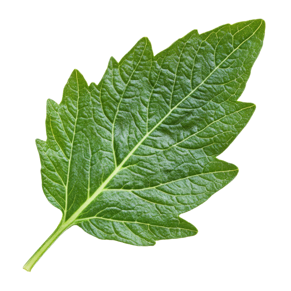 Closeup of a vibrant green tomato leaf against a transparent background showcasing intricate leaf details and textures, Tomato leaf closeup isolated on transparent background png