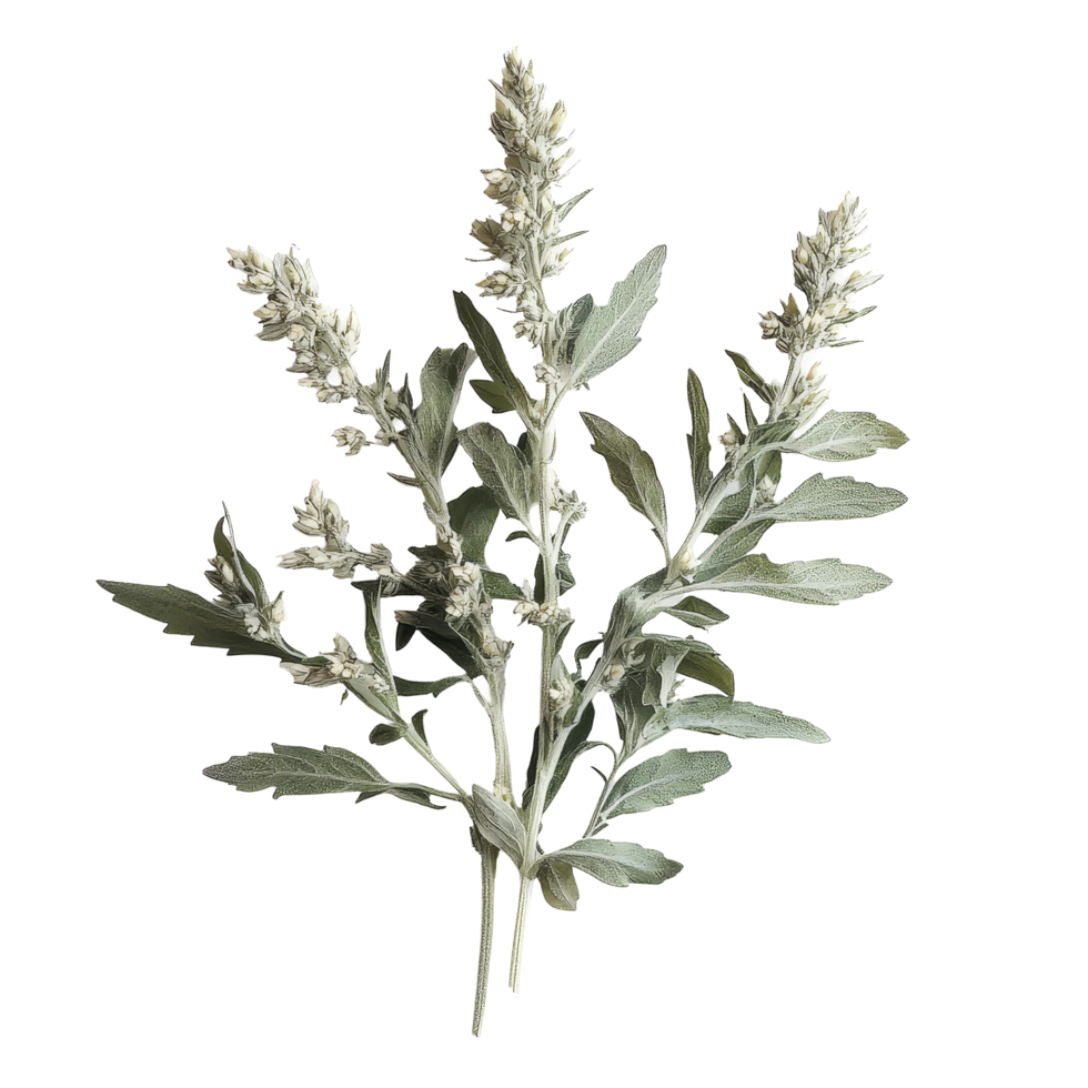 Fresh transparent mugwort herb displayed against a clean transparent background showcasing its unique green and gray hues, transparent mugwort on transparent background png