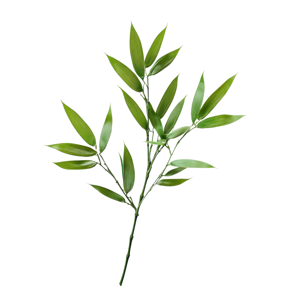 Bamboo leaf arrangement on a transparent background highlighting natural beauty and simplicity, bamboo leaf on transparent backgroundfile png