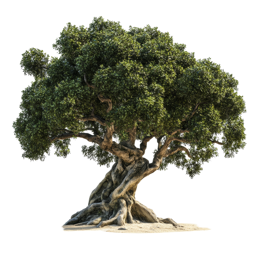 A majestic big tree with lush foliage displayed on a transparent background for artistic presentation, big tree plant on transparent backgroundfile png