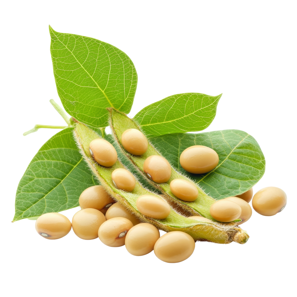 Fresh soybean pods and seeds isolated on a transparent background showcasing their natural color and form, Soybean isolated on transparent background png