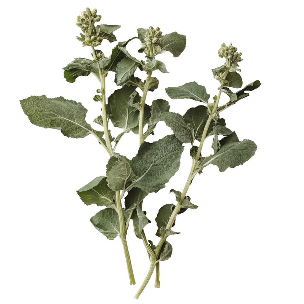 Fresh lambsquarters displayed against a transparent background for culinary and nutritional illustration, Lambsquarters transparent background png