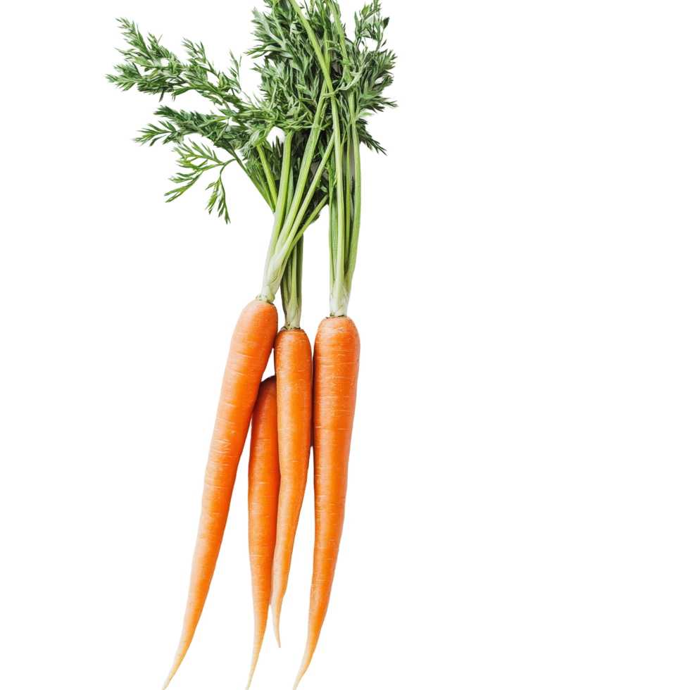 Freshly harvested carrots with vibrant greens on a plain transparent background showcasing organic produce, Fresh carrots on a transparent background png