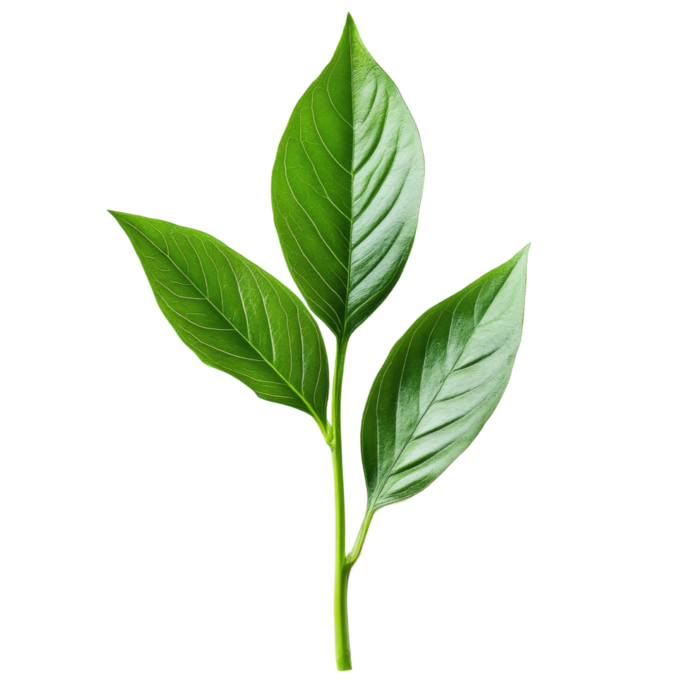 Fresh green leaves on a stalk isolated against a clean transparent background for naturalthemed designs, stalk green leaf isolated on transparent backgroundfile png