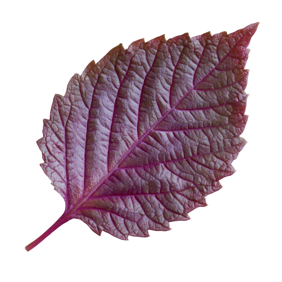 Fresh shiso leaf showcasing vibrant green and purple colors on a transparent background, perfect for culinary uses, Shiso leaf on transparent background png