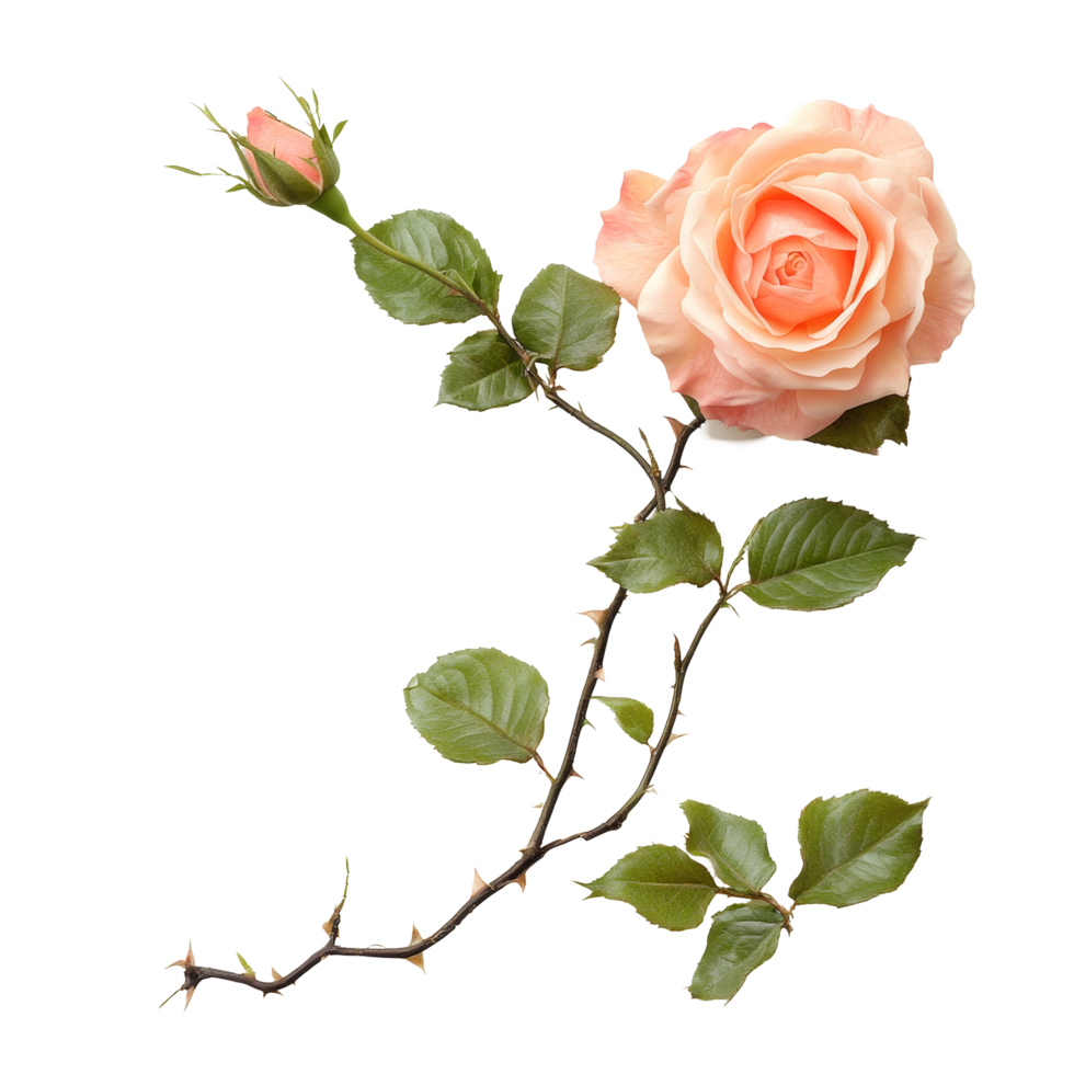 Delicate peach rose flower with green leaves and branch on a clean transparent background, Rose flower with tree branch transparent background. Rose flower transparent background png