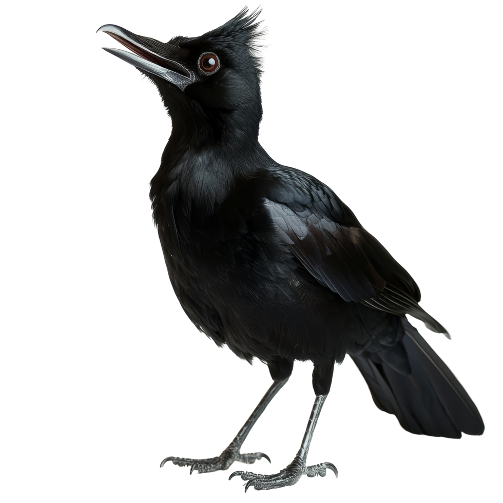 Black galingale perched against a transparent backdrop with a striking presence in transparent light, Black galingale on transparent background png