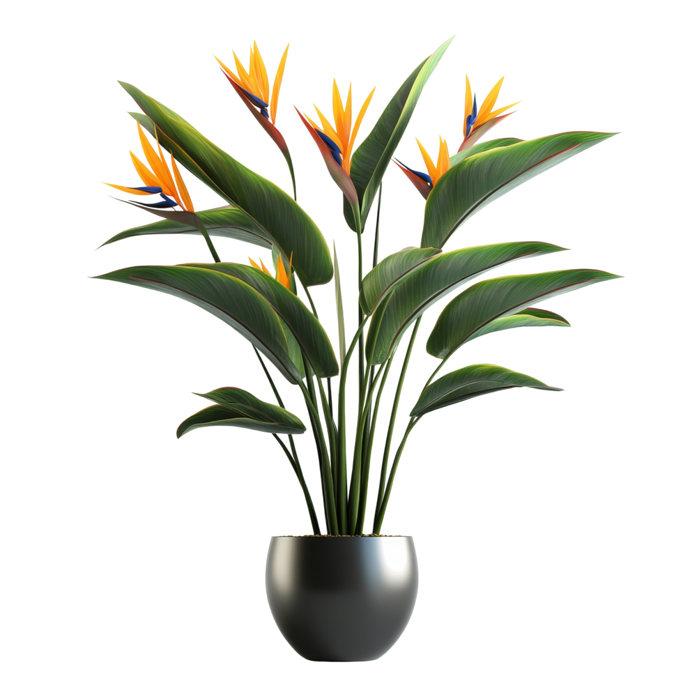 A vibrant bird of paradise plant in a sleek pot set against a clean transparent background, Bird of paradise plant with pot isolated transparent background png