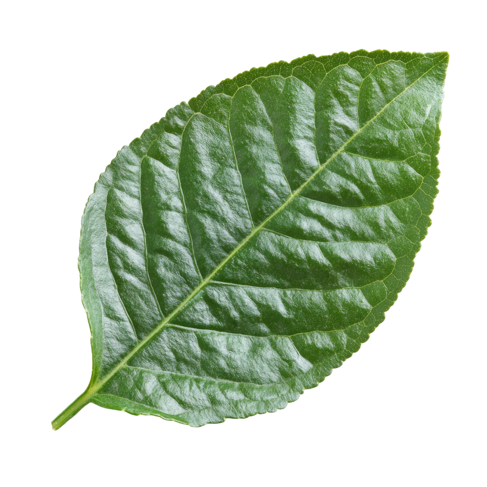 Bergamot leaf isolated on a clean transparent background highlighting its vibrant green color, Bergamot leaf isolated on transparent background png