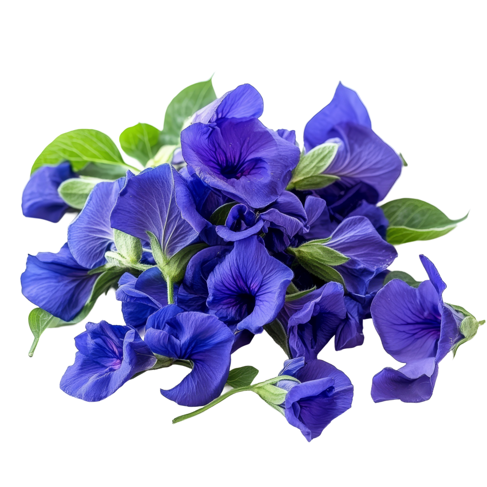 Closeup of vibrant butterfly pea flowers arranged with fresh green leaves displaying their rich blue hue, Closeup pile of Butterfly pea flowers with green leaves on transparent background png