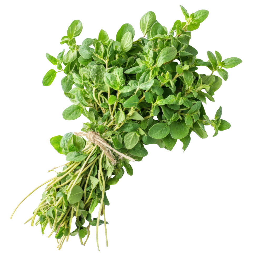 Fresh oregano herb arranged neatly on a transparent background, showcasing its vibrant green leaves, Fresh oregano herb on transparent background png