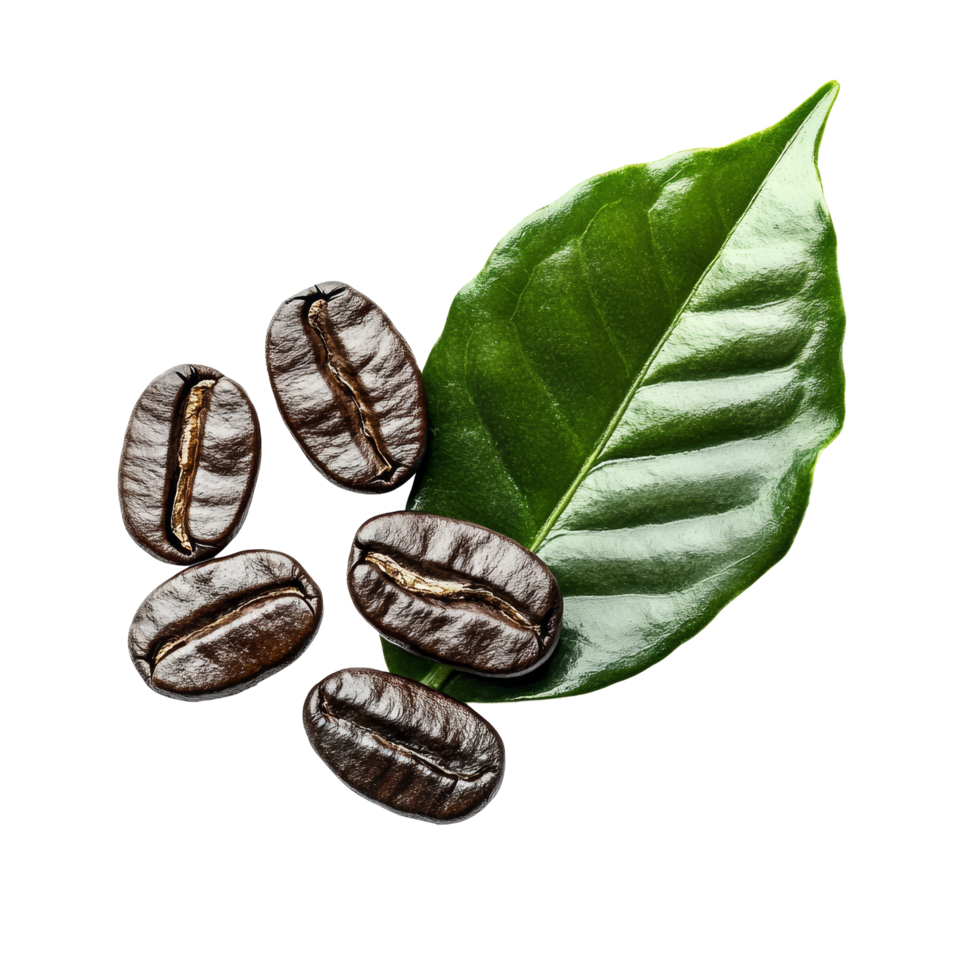 Freshly roasted coffee beans and vibrant green leaf on a transparent background for coffee lovers, fresh roast coffee beans and leaf on transparent background png