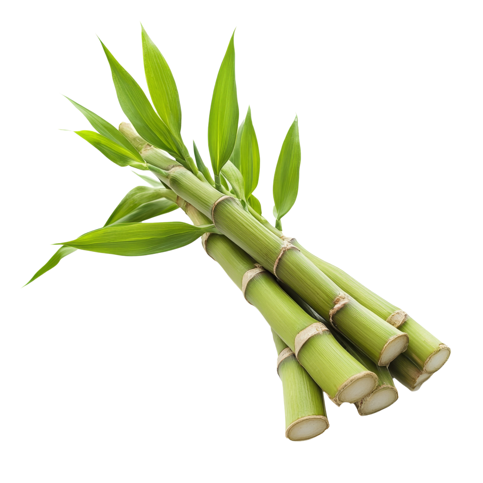 Freshly sliced bamboo sprouts isolated on a transparent background showcasing their vibrant green color, Bamboo Sprouts slice isolated on transparent background png