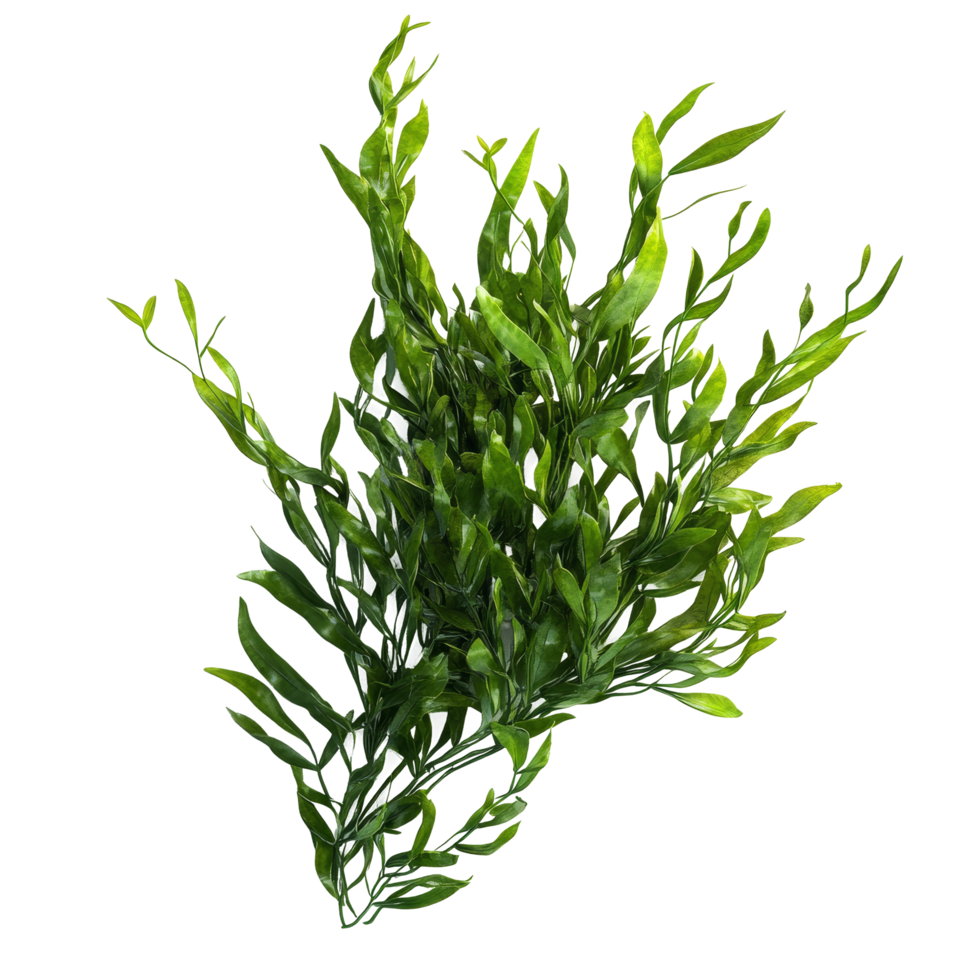 Isolated Potamogeton green algae bush arrangement showcasing detailed leaf structure and vibrant coloration, Potamogeton green algae bush, file of isolated object with shadow on transparent background png