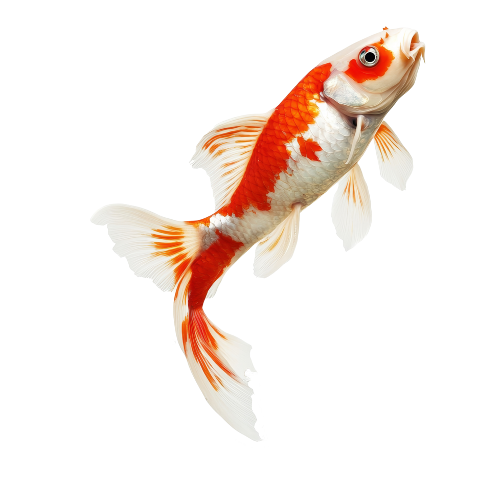 A striking koi fish leaps high into the air, creating a splash as it breaks through the surface of the water, Leaping Fish in MidAir High Resolutionisolated on transparent background png