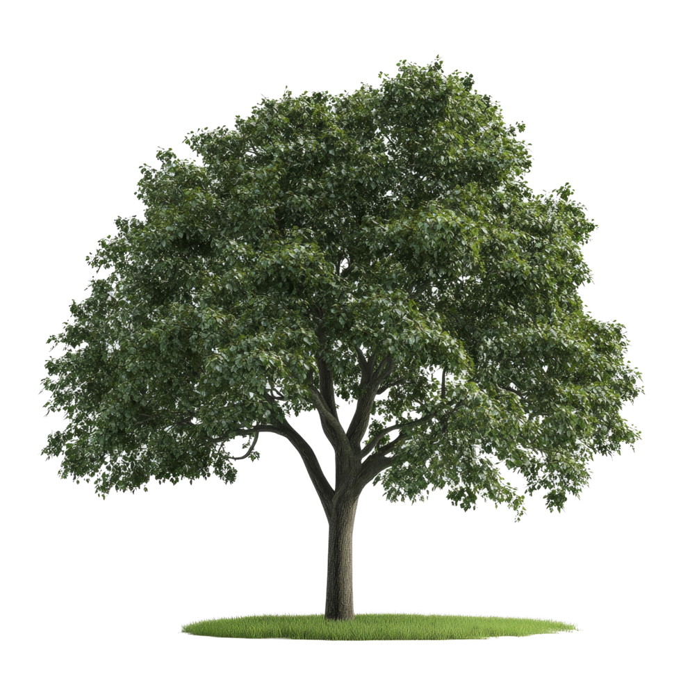 A detailed and realistic depiction of a vibrant tree on a pristine transparent background showcasing its lush green foliage, Photorealistic Tree on transparent background png