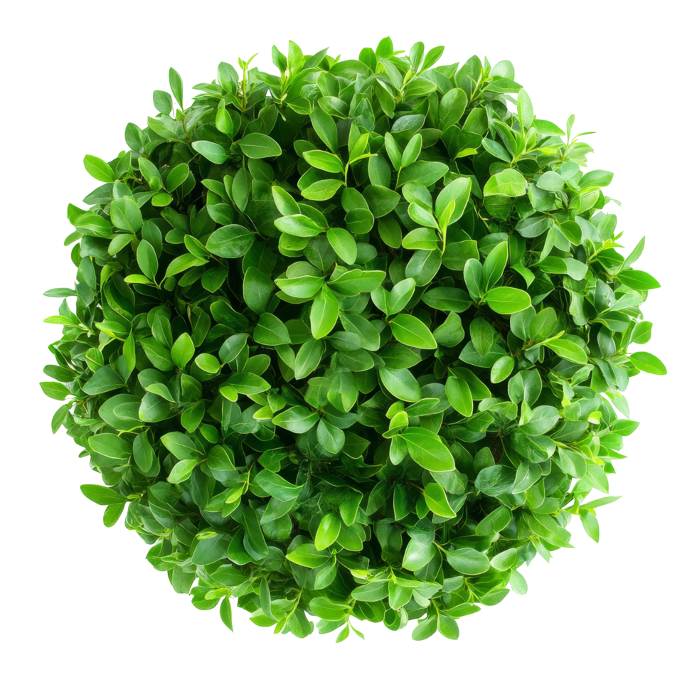Fresh round green bush isolated on a transparent background, showcasing vibrant leaves and a symmetrical shape, fresh round green bush isolated on transparent background png