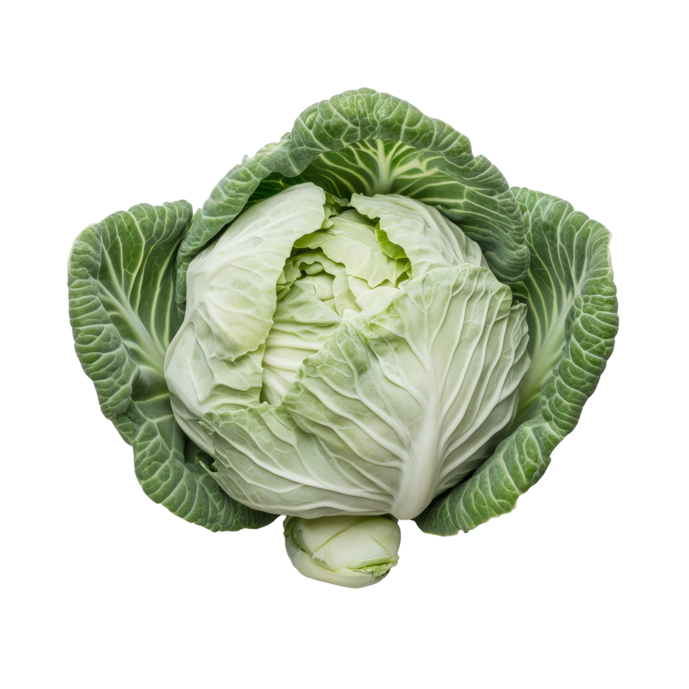 Fresh green cabbage on a transparent background showcasing its vibrant leaves and crisp texture, Cabbage vegetable food ingridient transparent background png