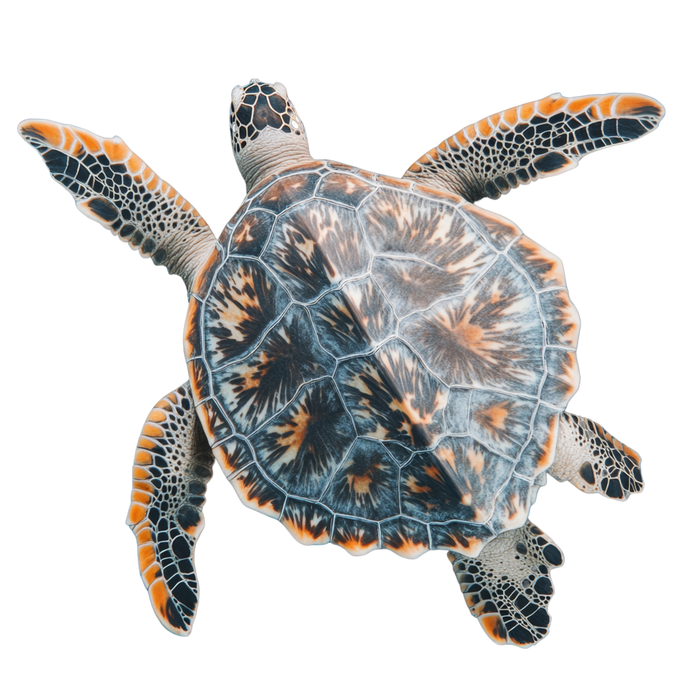 A sea turtle glides gracefully through clear waters, its vibrant shell patterns shining beautifully, Sea turtle on transparent background png