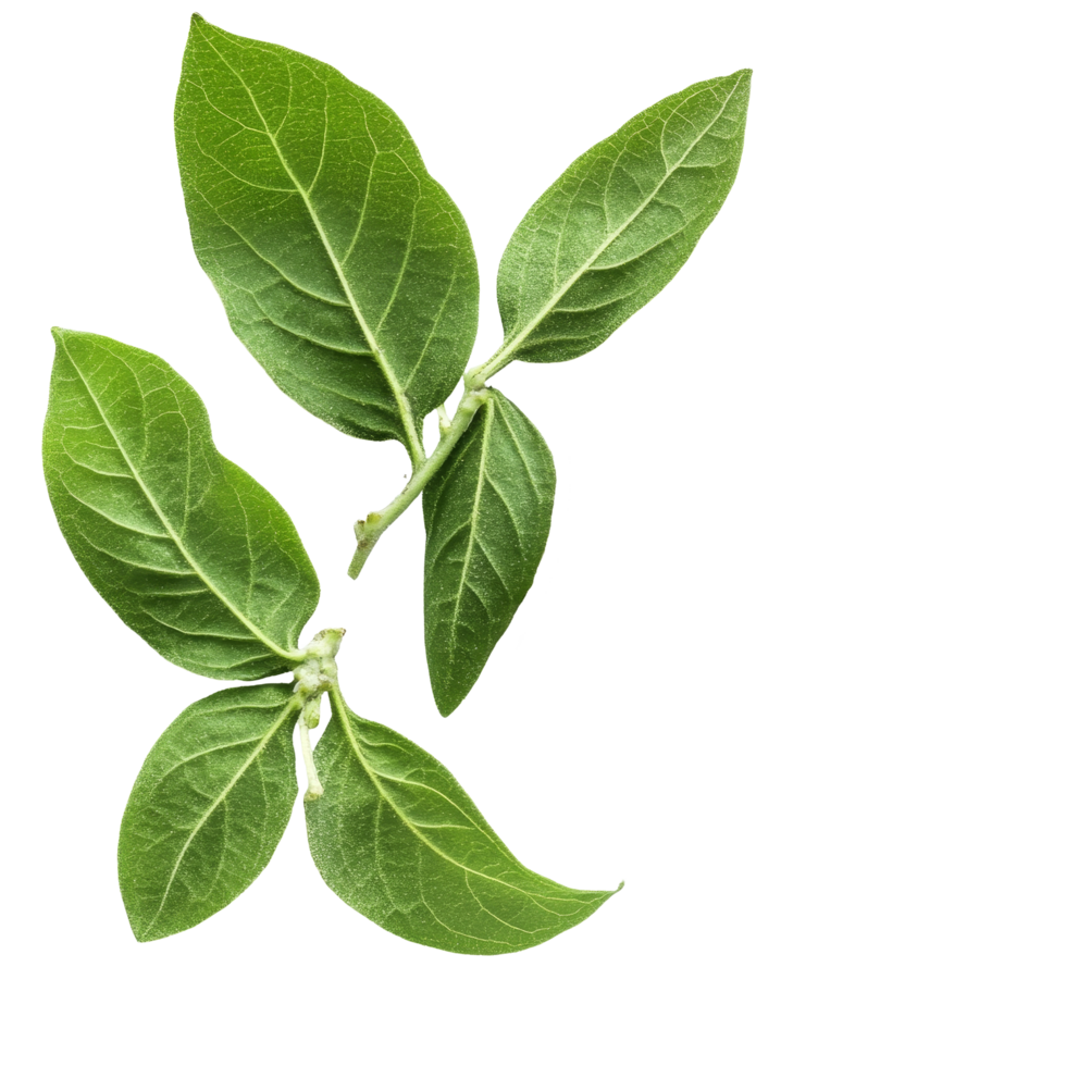 Andrographis paniculata leaves and green powder showcasing natural herbal remedy components, Kariyat or Andrographis paniculata powder and green leaves on transparent background png