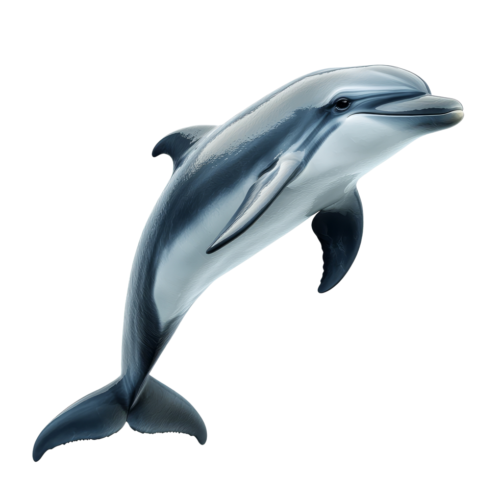 Adorable dolphin isolated on a transparent background showcasing its playful nature, Adorable dolphin isolated on transparent background png