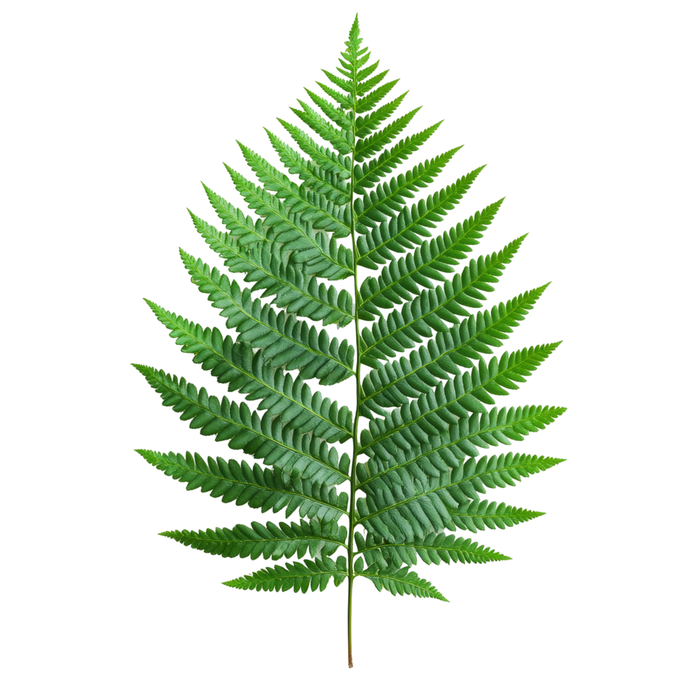 A vibrant green fern leaf isolated against a clean transparent backdrop showcasing its intricate textures and details, Fern leaf isolated on transparent background png