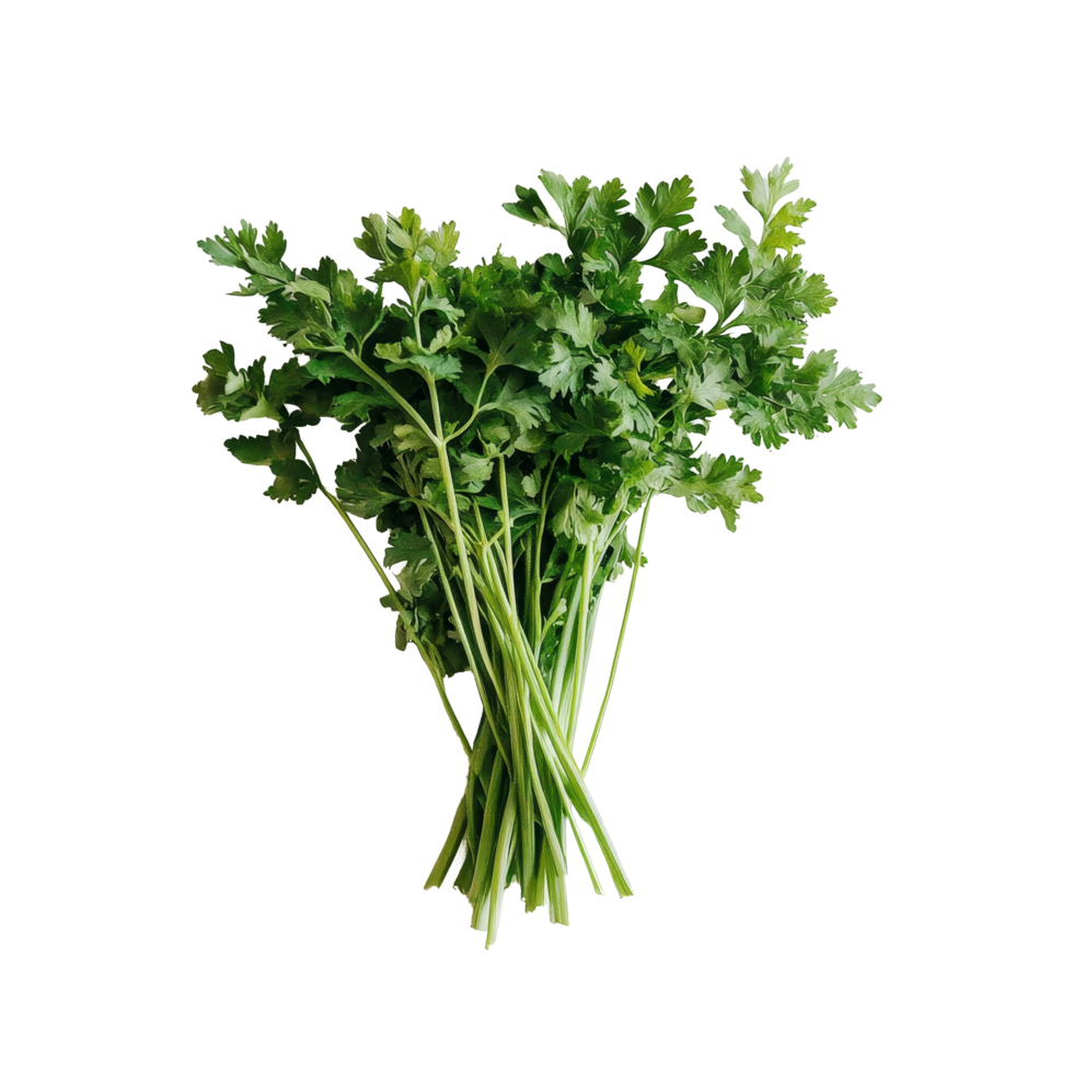 Fresh parsley gathered on a clean transparent background ready for culinary use in home cooking or gourmet dishes, Parsley on transparent background png