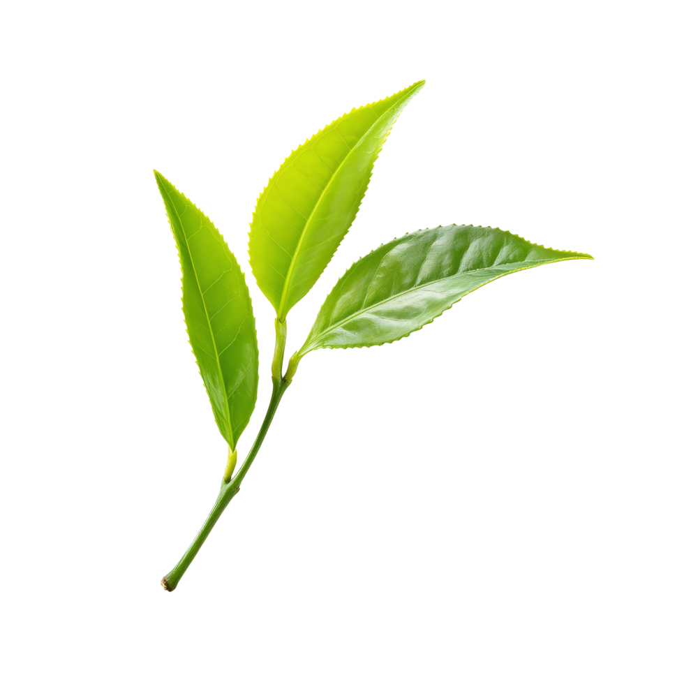 Fresh green tea leaves on a transparent background showcasing natural beauty and vibrant color, fresh tea leaf on transparent background png